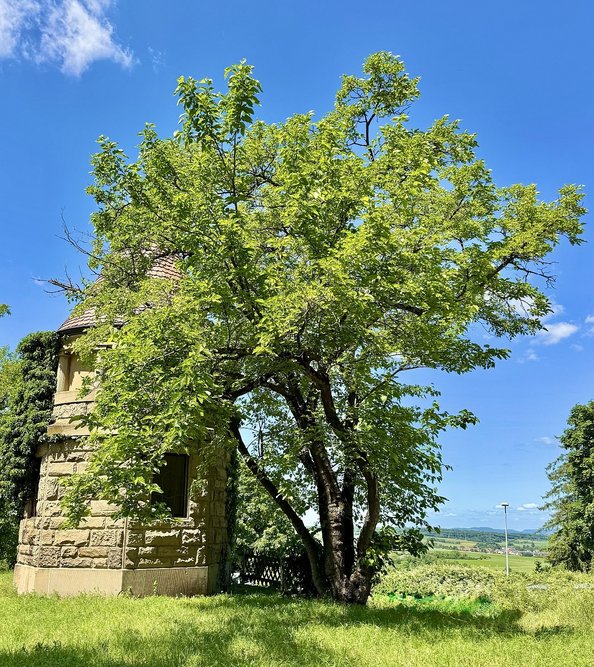 Maulbeerbaum am Wasserturm