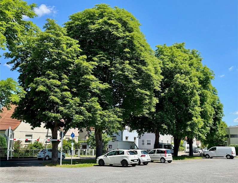 Kastanienreihe Seestraße