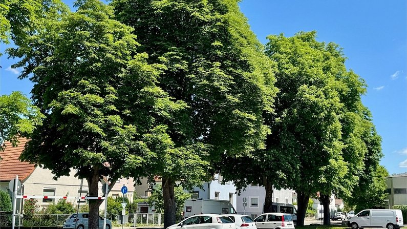 Kastanienreihe Seestraße