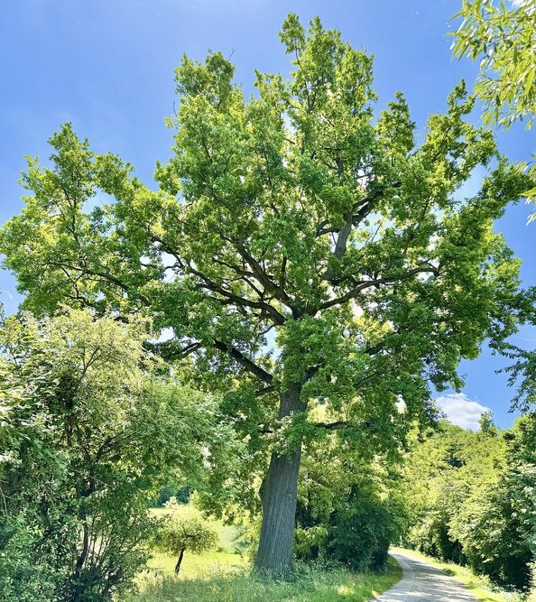 Stileiche am Bergweg